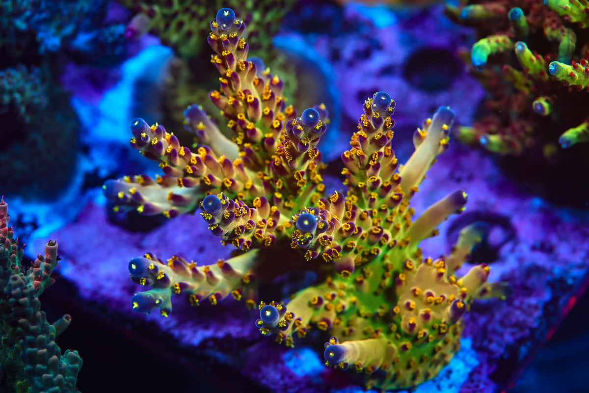 Acropora coral photographed for water flow guidance