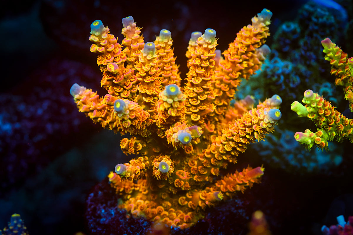 Acropora coral photographed for reef lighting guidance