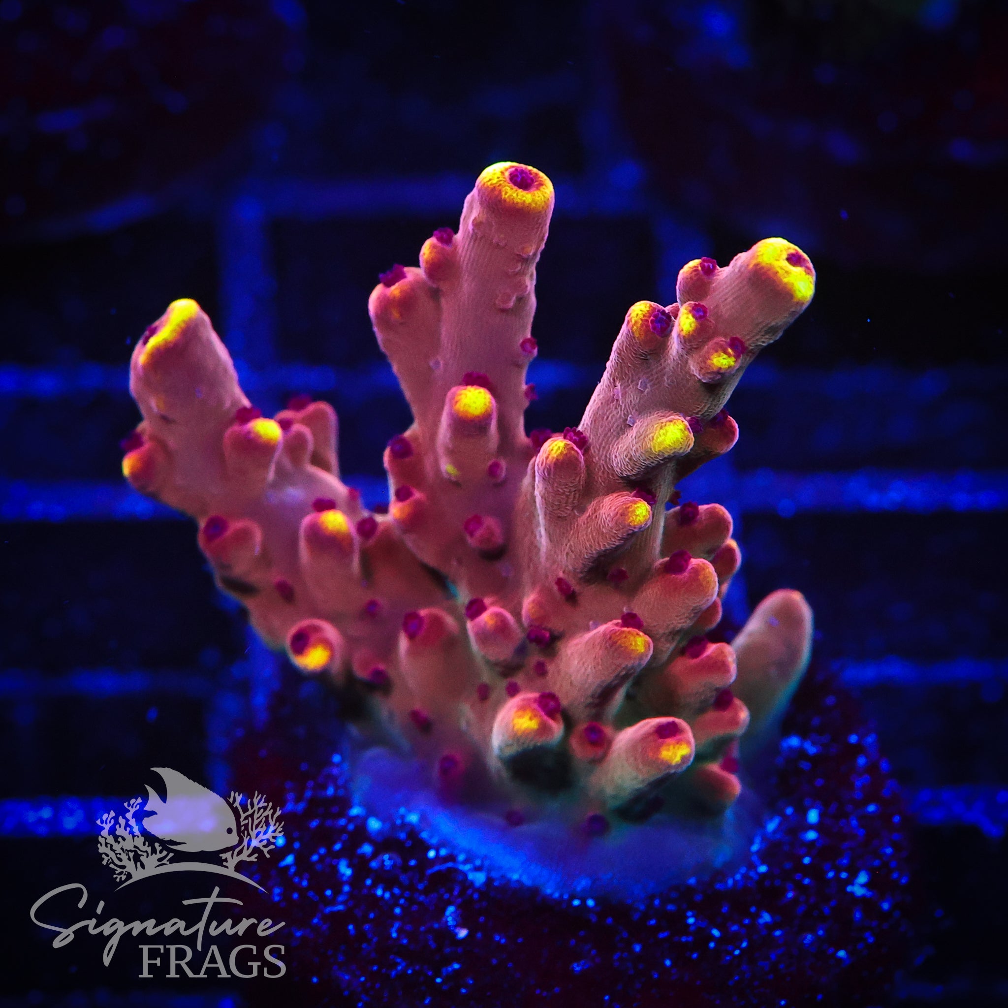 Fox Flame – Signature frags