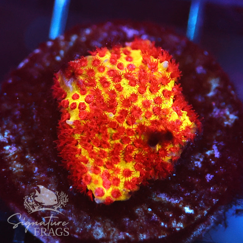 Burning Banana Stylocoeniella – Signature frags