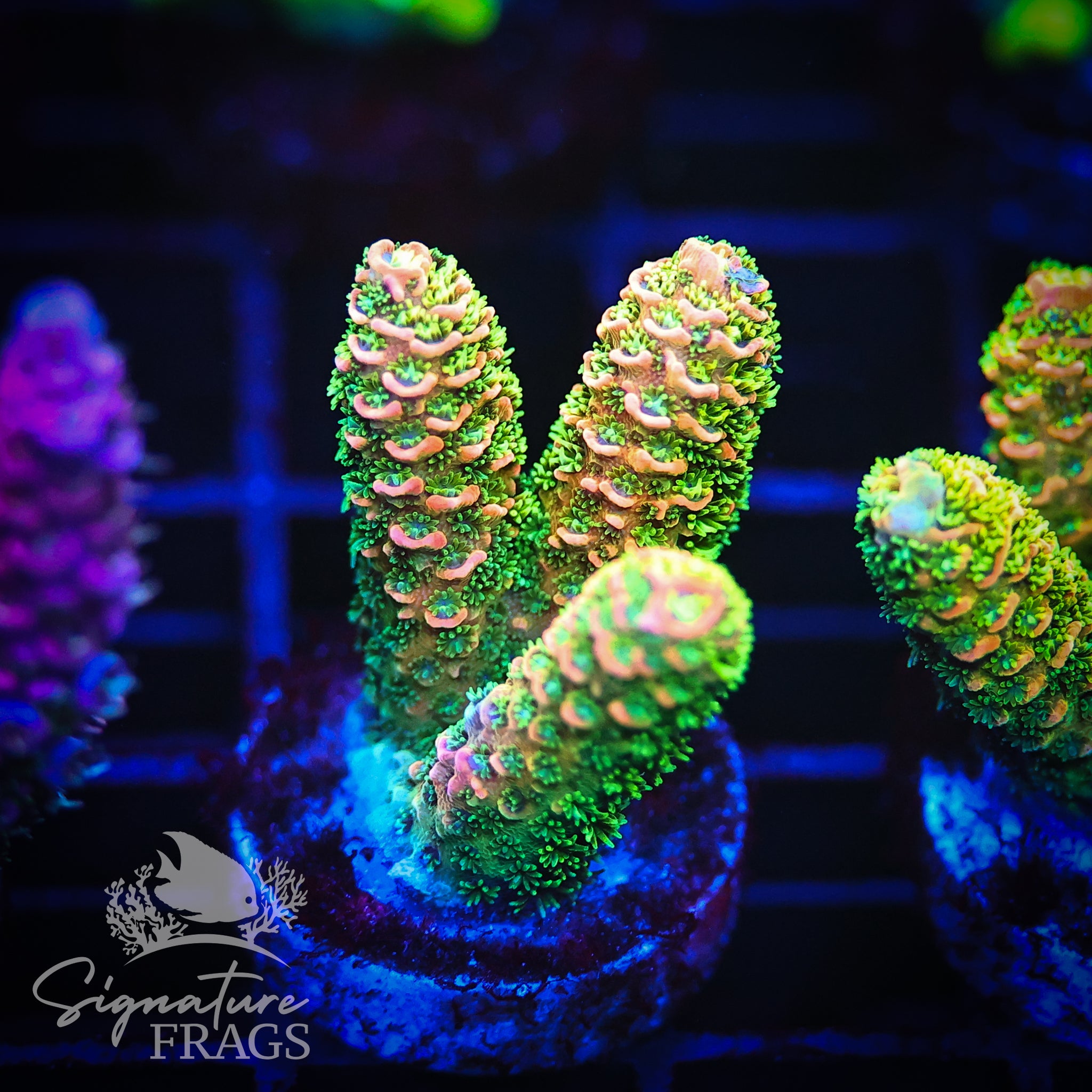 Solar Flare – Signature frags