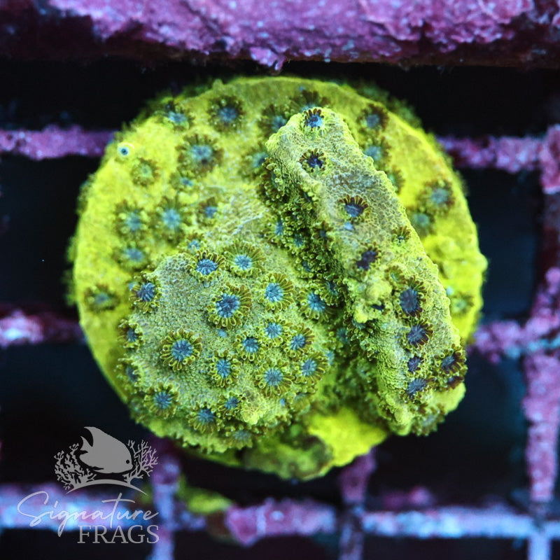 Lime Green Cyphastrea