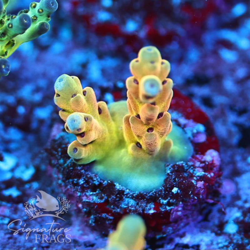 Jaw Dropper Signature frags