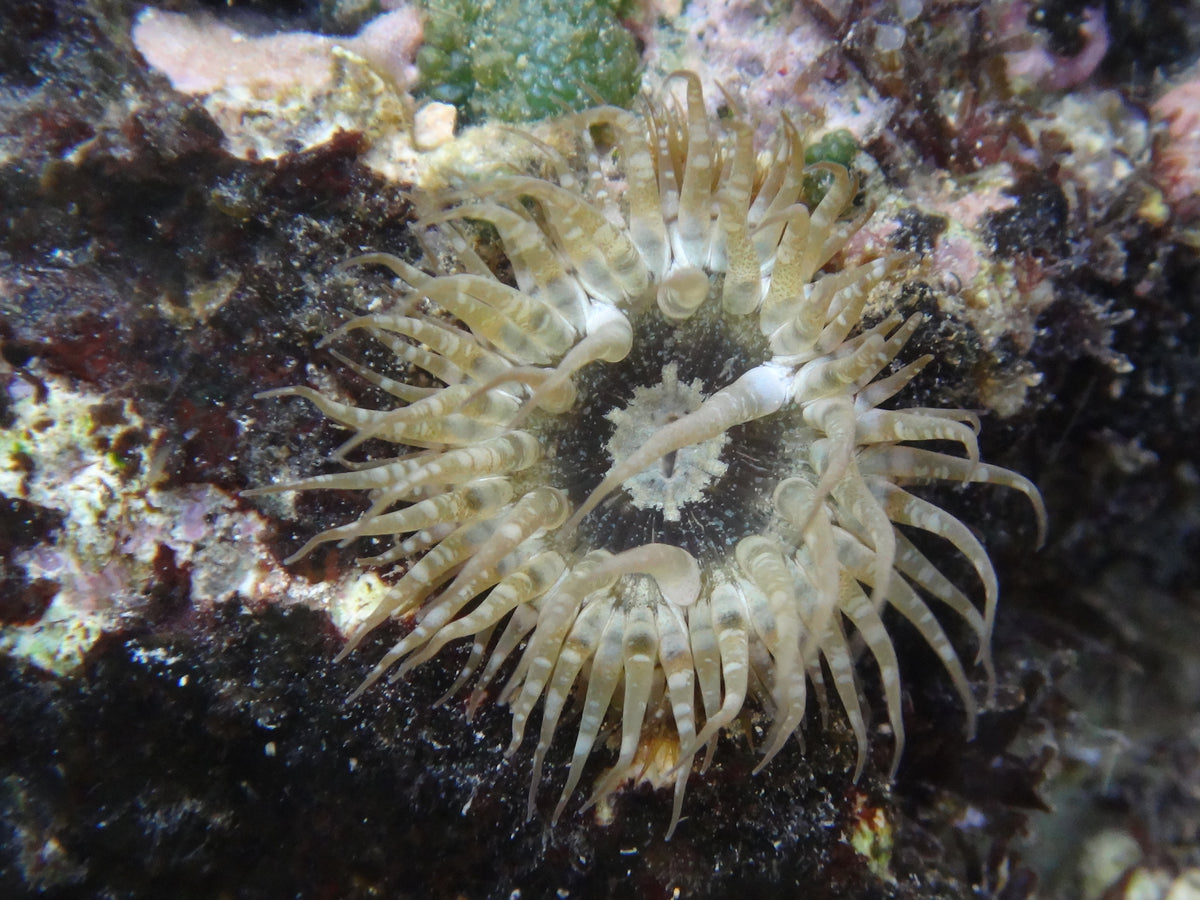 Exaiptasia diaphana photographed in its natural setting