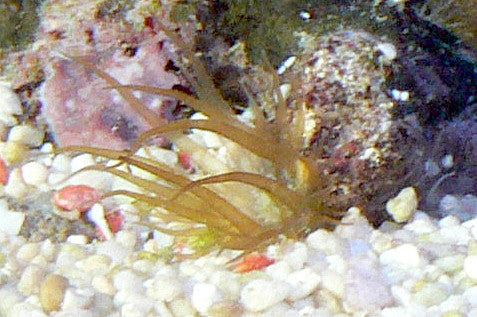Group of Aiptasia-type anemones in an aquarium