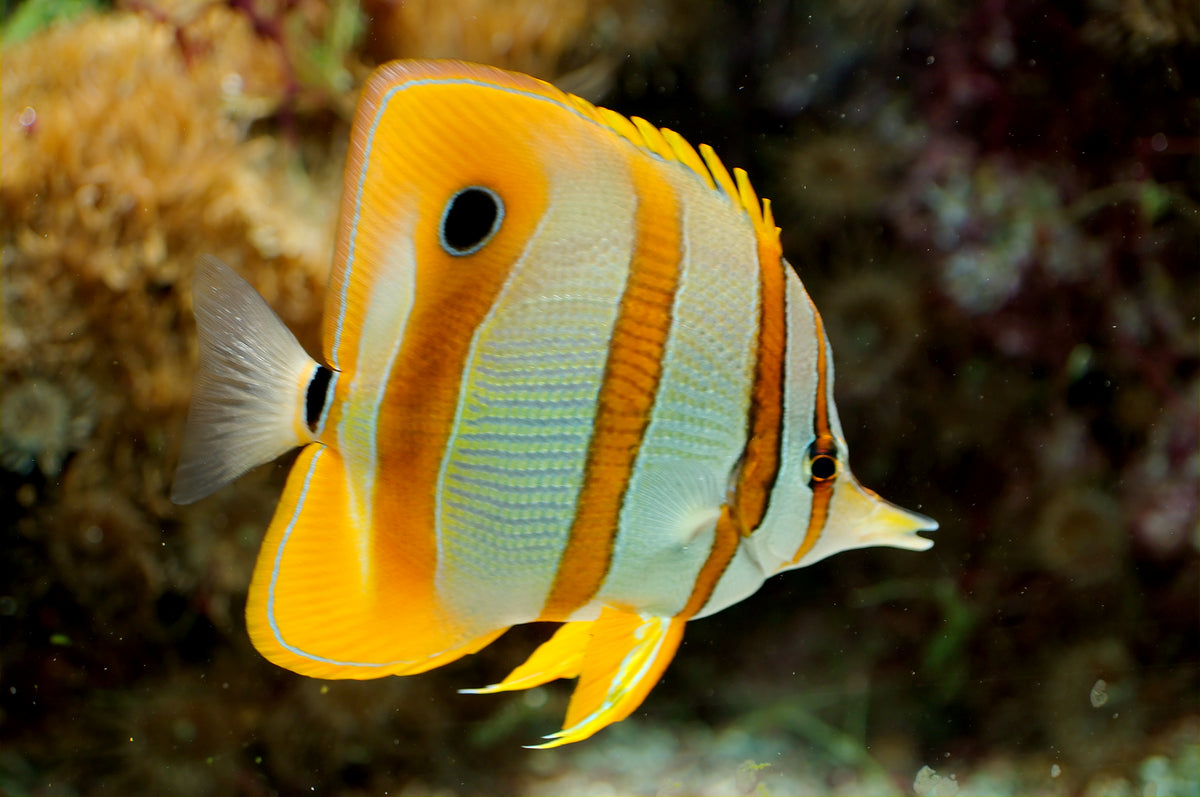 Copperband butterflyfish Chelmon rostratus showing its long snout and orange bars
