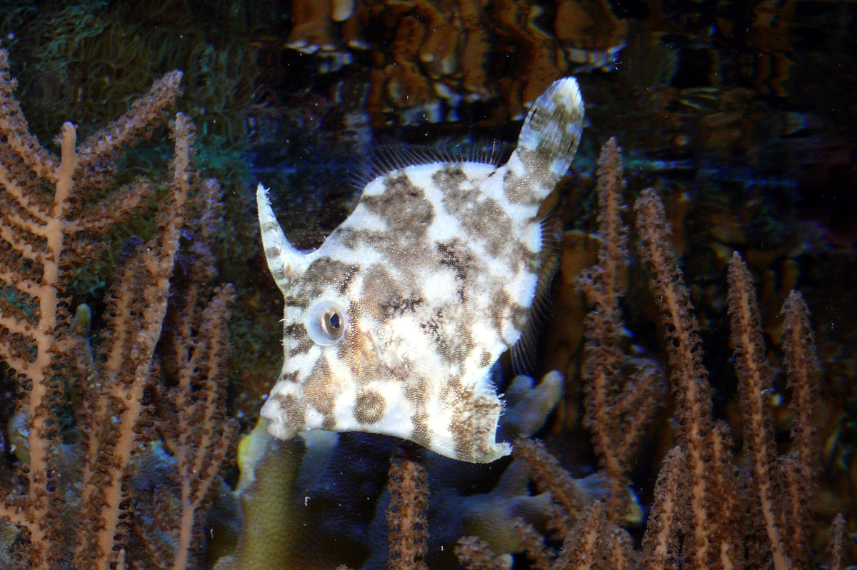 Aiptasia-eating filefish Acreichthys tomentosus with its mottled camouflage