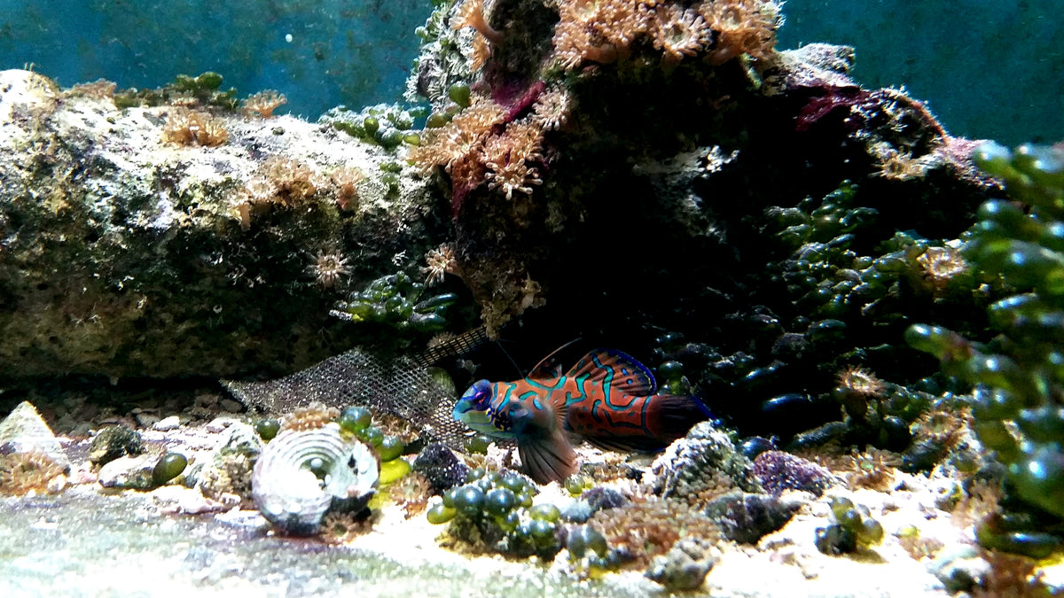 Aquarium rock carrying brown majano-type anemones and green bubble algae alongside a mandarin fish