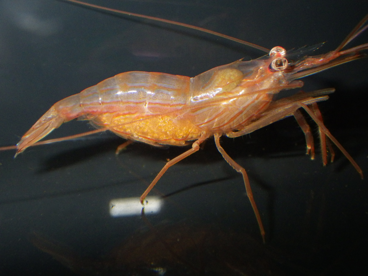 Egg-carrying peppermint shrimp identified by the photographer as Lysmata boggessi