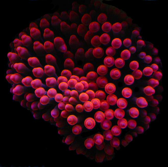 Rose Bubble Tip Anemone (Entacmaea quadricolor)