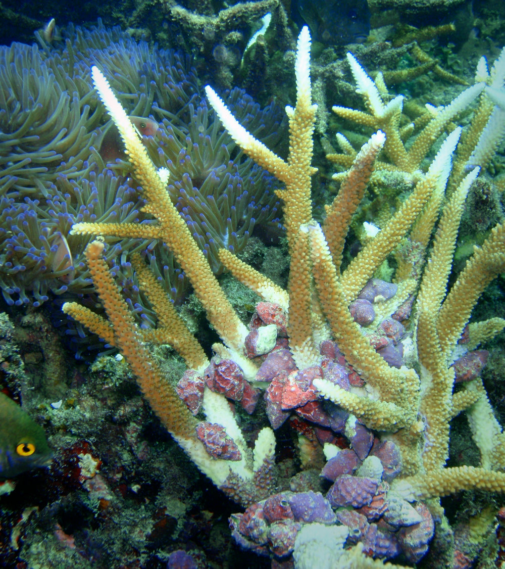 Drupella rugosa feeding aggregation on branching Acropora at Koh Tao, Thailand, by ConserveMarine