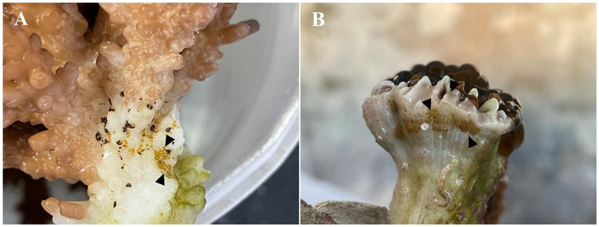 Euphyllia egg masses in panel B right; Acropora egg masses in panel A left, Cardoso et al. Figure 6