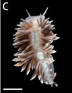 Crawling juvenile Phestilla goniophaga with under-developed cerata, original 5 mm scale retained