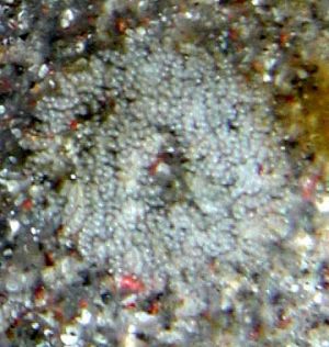 Egg mass reported with the pale form of a Palythoa feeder, M Nishina 2002; identification qualified