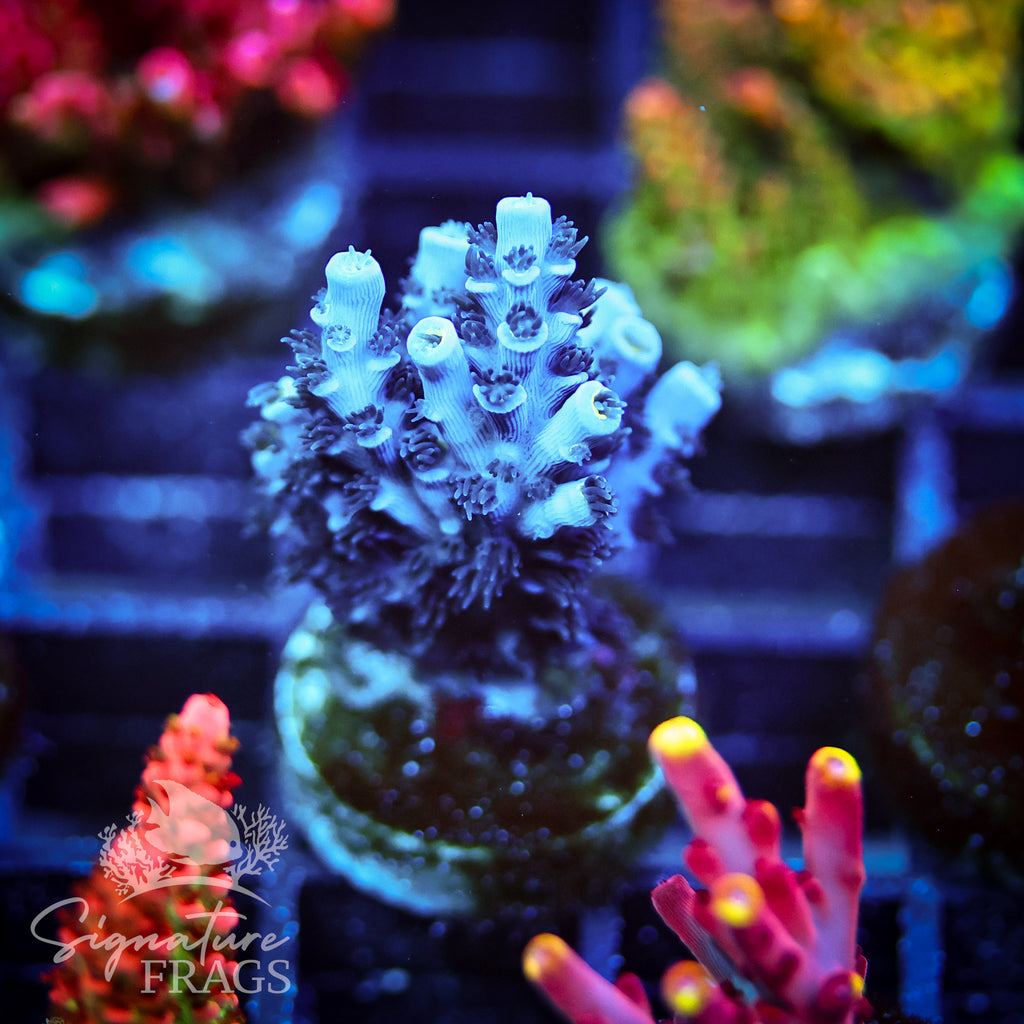 Yellow Polyp