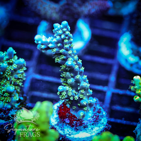 Sky Blue Horrida