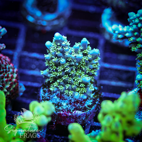 Sky Blue Horrida