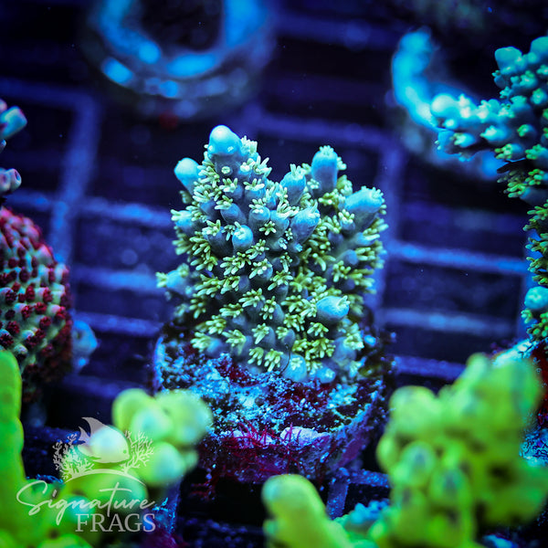 Sky Blue Horrida