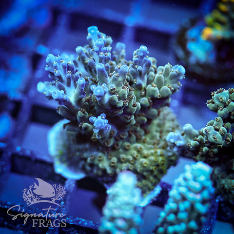Blue Nasuta