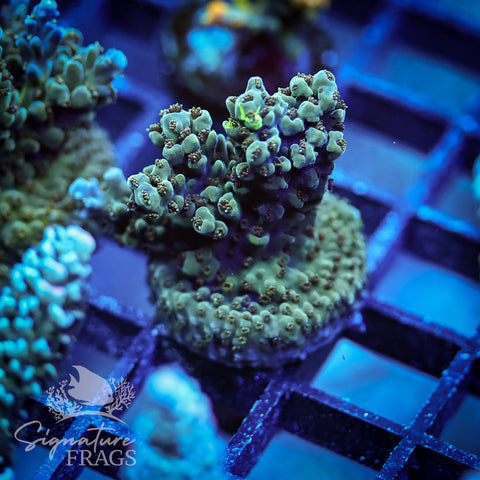 Blue Nasuta