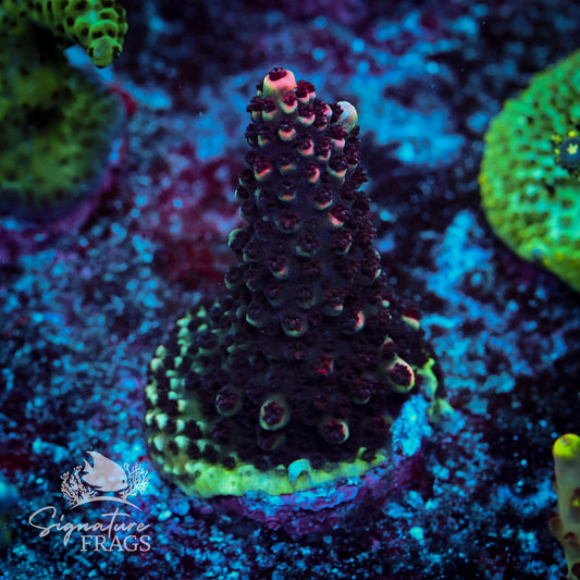 Red Abrotanoides