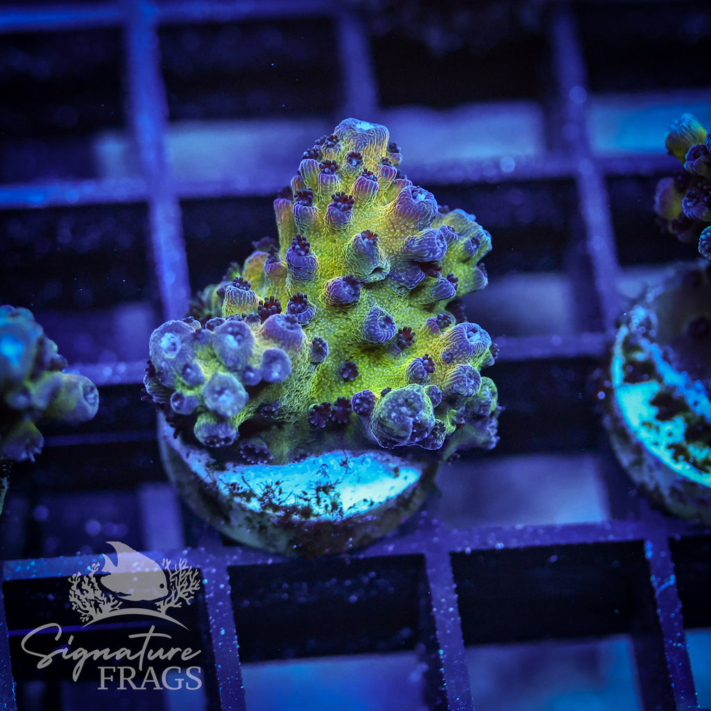 Rainbow Humilis