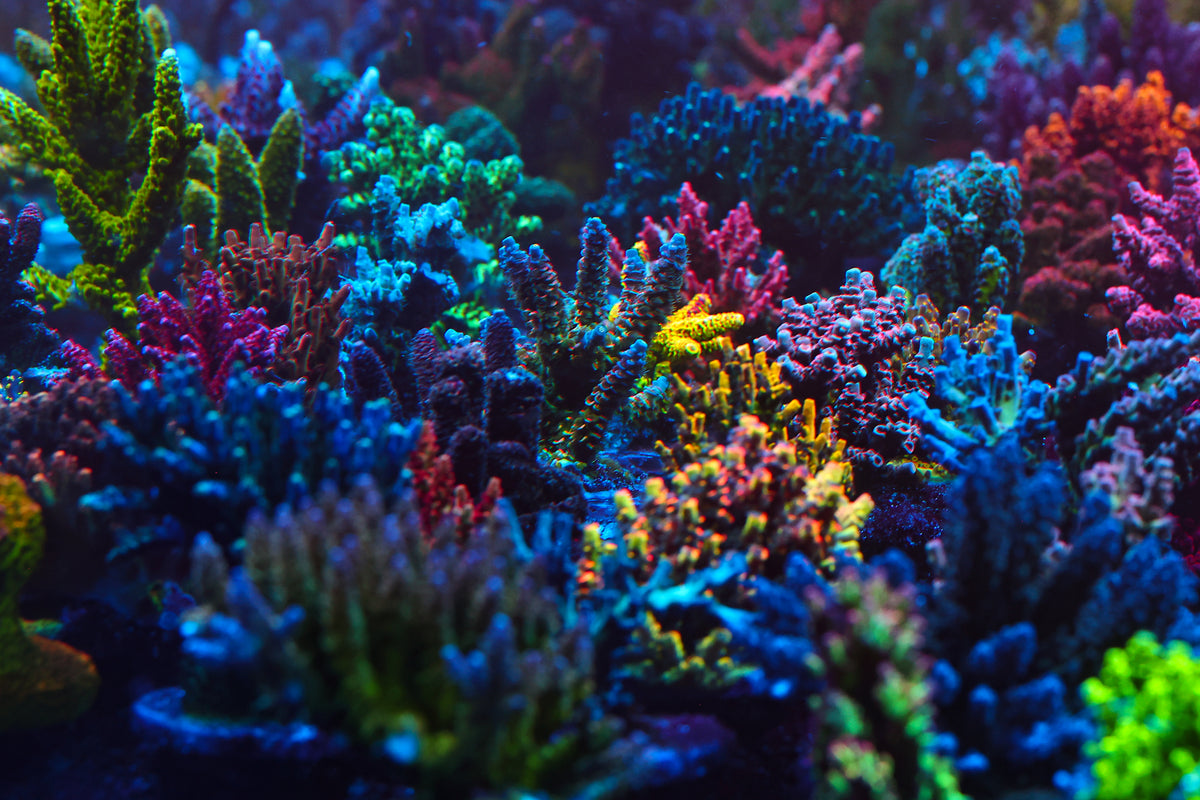 Vibrant underwater coral reef scene with dense branching corals in bright blue, green, purple, pink, yellow, and orange tones.