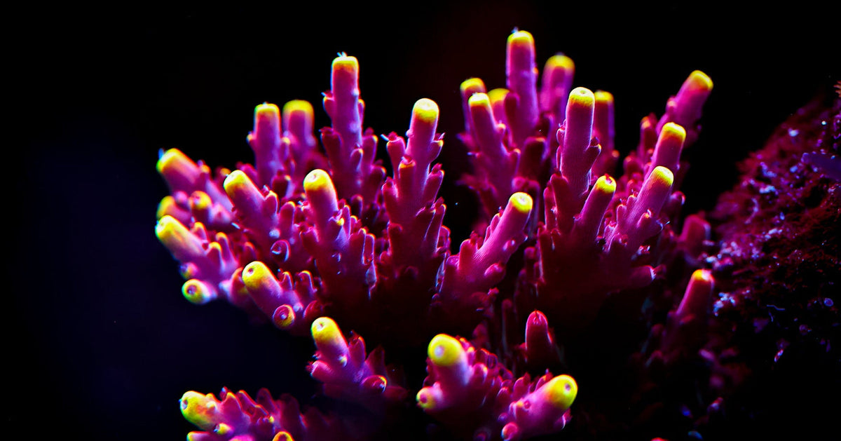 Vibrant purple and magenta coral with bright yellow tips, photographed against a dark underwater background. jason fox foz flame
