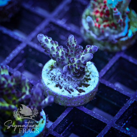 Berry Nasuta