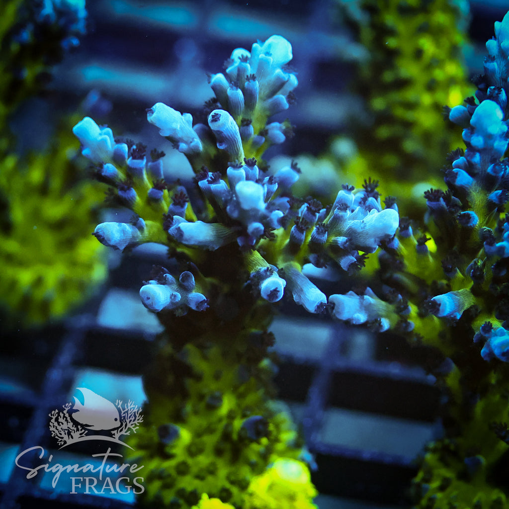 Purple & Blue Austera