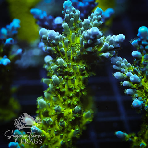 Yellow Tips