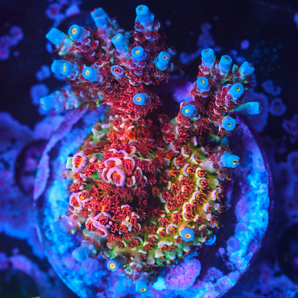 Acropora coral photographed for feeding guidance