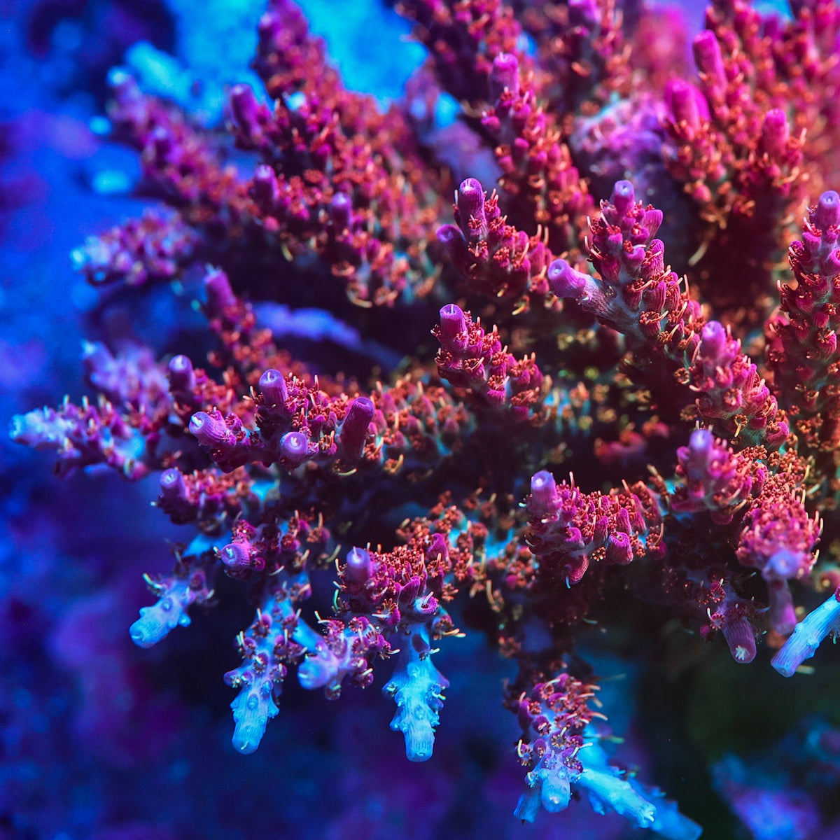 Acropora coral photographed for placement guidance