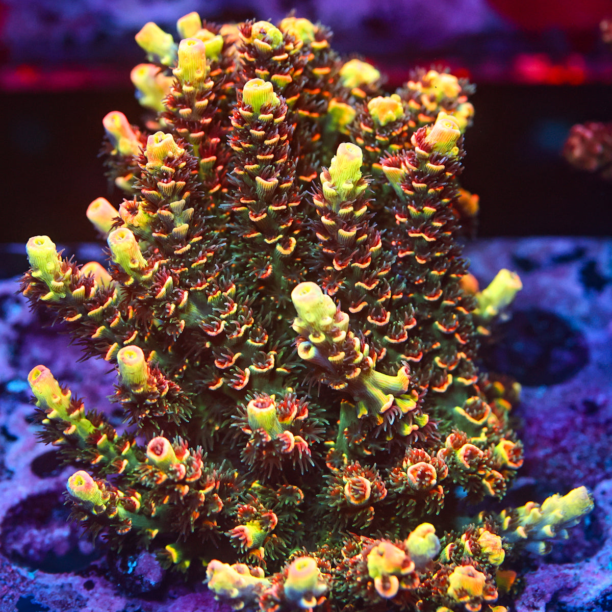 Acropora coral photographed for growth and health guidance