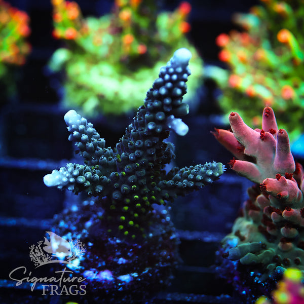 Blue Staghorn
