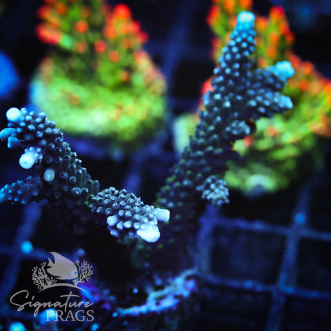 Blue Staghorn