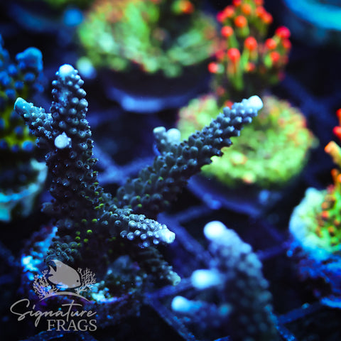 Blue Staghorn