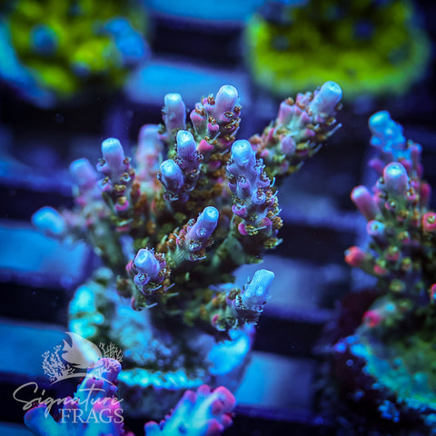 Rainbow Cytheria