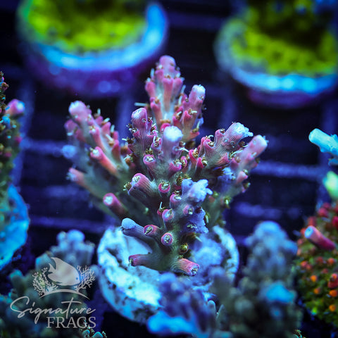 Rainbow Cytheria