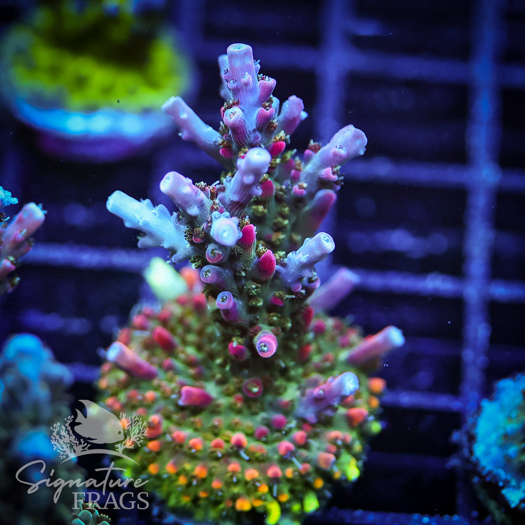 Rainbow Cytheria