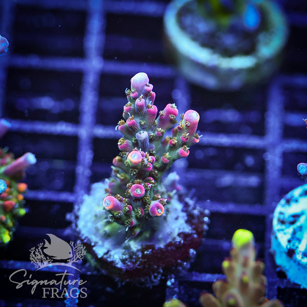 Rainbow Cytheria