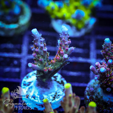 Rainbow Cytheria