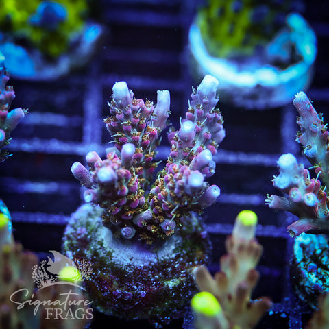 Rainbow Cytheria