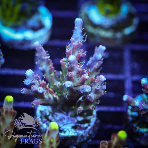 Rainbow Cytheria
