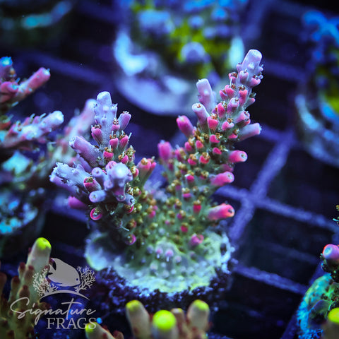 Rainbow Cytheria
