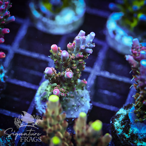 Rainbow Cytheria