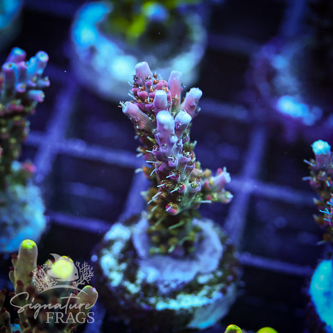Rainbow Cytheria