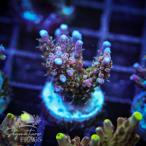 Rainbow Cytheria