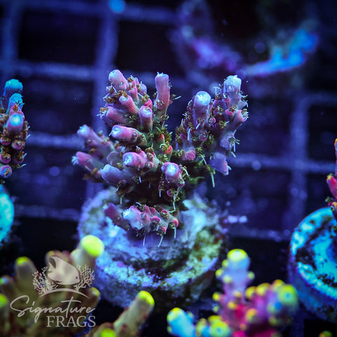 Rainbow Cytheria