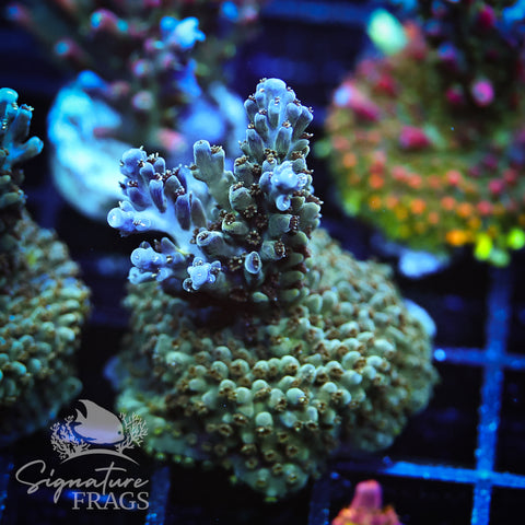 Blue Nasuta